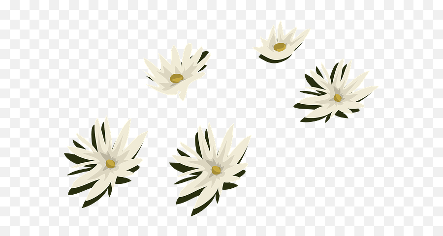 Water Lilies White Flowers - Free Vector Graphic On Pixabay Flor De Agua Png,Lily Flower Png