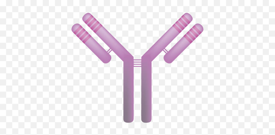 Fileimmunoglobulinpng - Wikipedia Prevention Of Rh D Alloimmunization,Straw Png