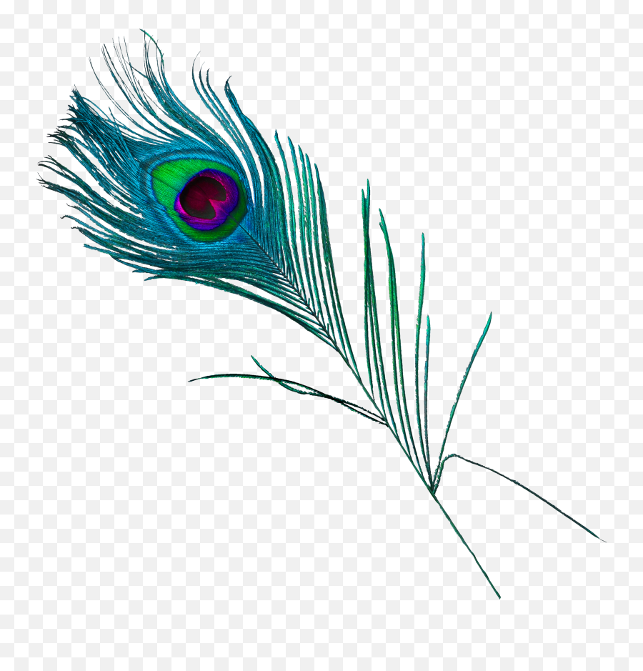 Beautiful Peacock Feathers Png Download - Blue Peacock Feather Png,Peacock Feathers Png