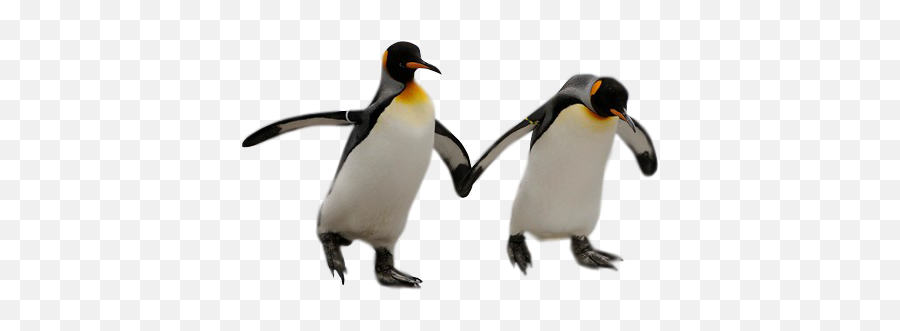 Penguin - Penguins With No Background Png,Penguin Transparent Background