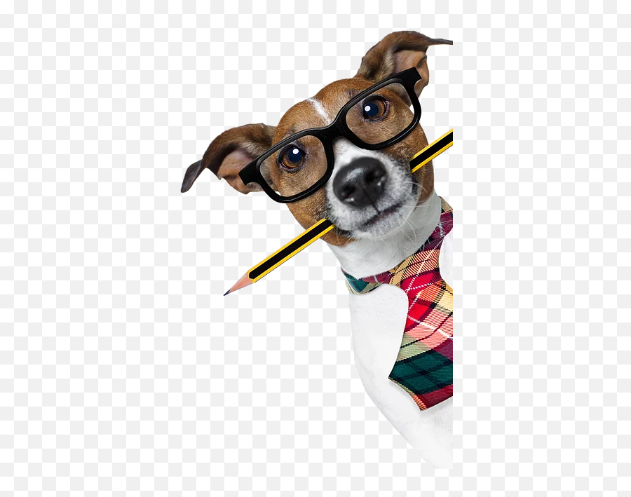 Best In Show Professional Dog Groomers Cannock - Dog With Pencil In Mouth Png,Dogs Transparent Background