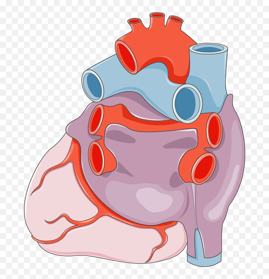 Coeur2 - Servier Medical Art Acute Myocardial Infarction Png,Coeur Png