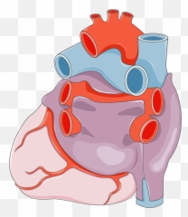 Coeur2 - Servier Medical Art Acute Myocardial Infarction Png,Coeur Png