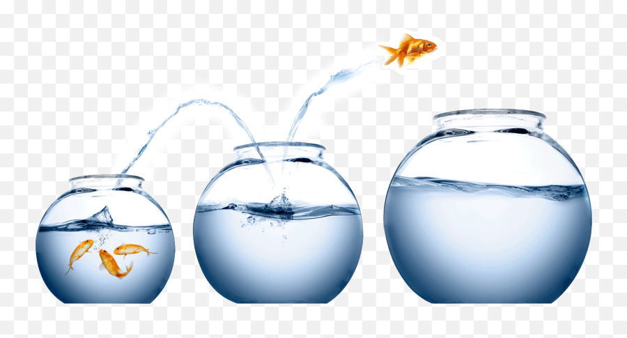 Reframing Our Fishbowls There Is A Myth Koi Grow To The - Inspirational Quotes For Effort Png,Fishbowl Png