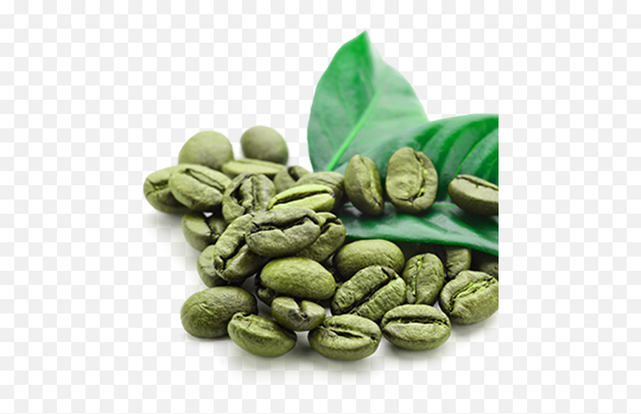 Download Hd Green Coffee Beans - Green Coffee Bean Png,Beans Png