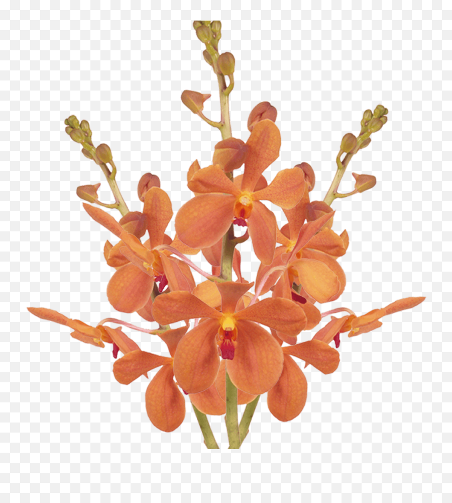 Orange Orchid Blooms Loose Orchids Wholesale - Moth Orchids Png,Orchid Png