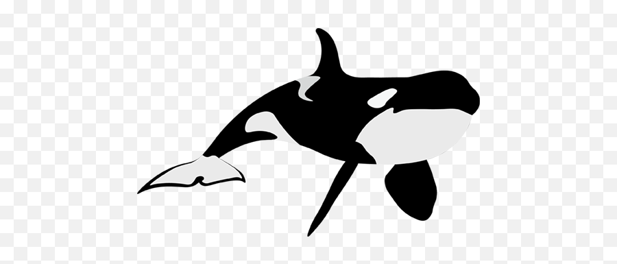 Orca Whale 3a - Orca Conservancy Whale Clipart Black And White Free Png,Killer Whale Png
