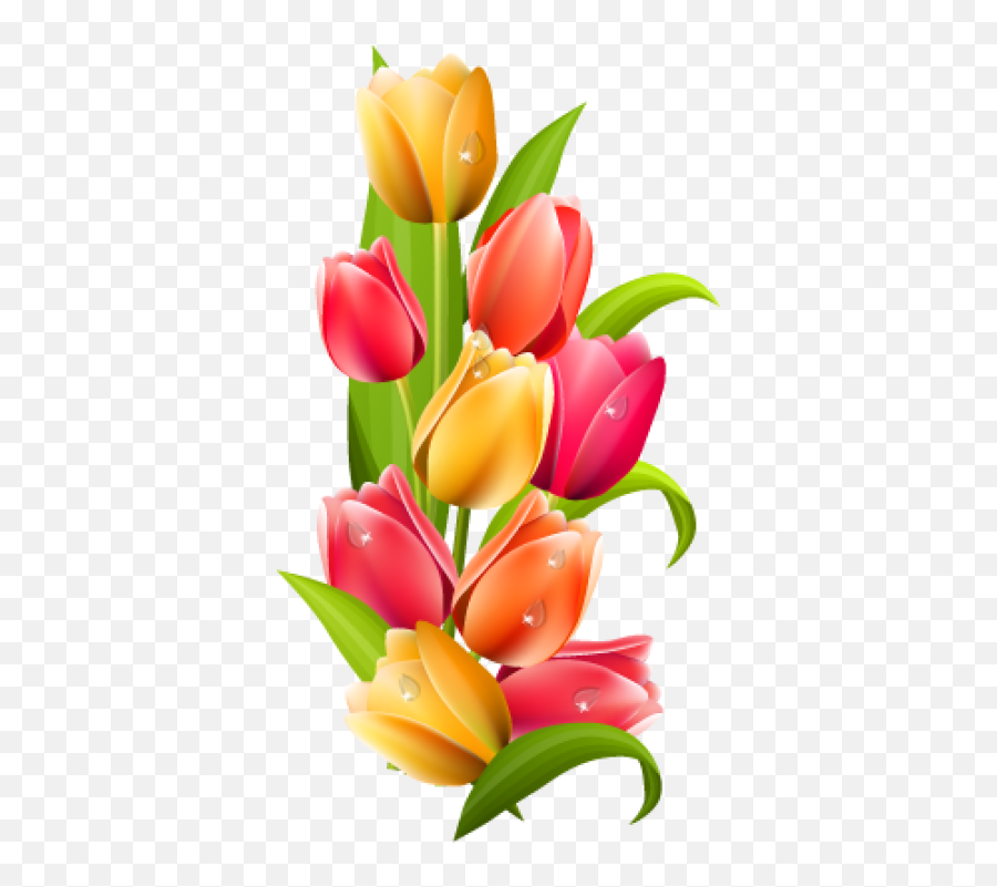 Download Free Png Tulip - Backgroundtransparent Dlpngcom Tulip Png,Spring Background Png