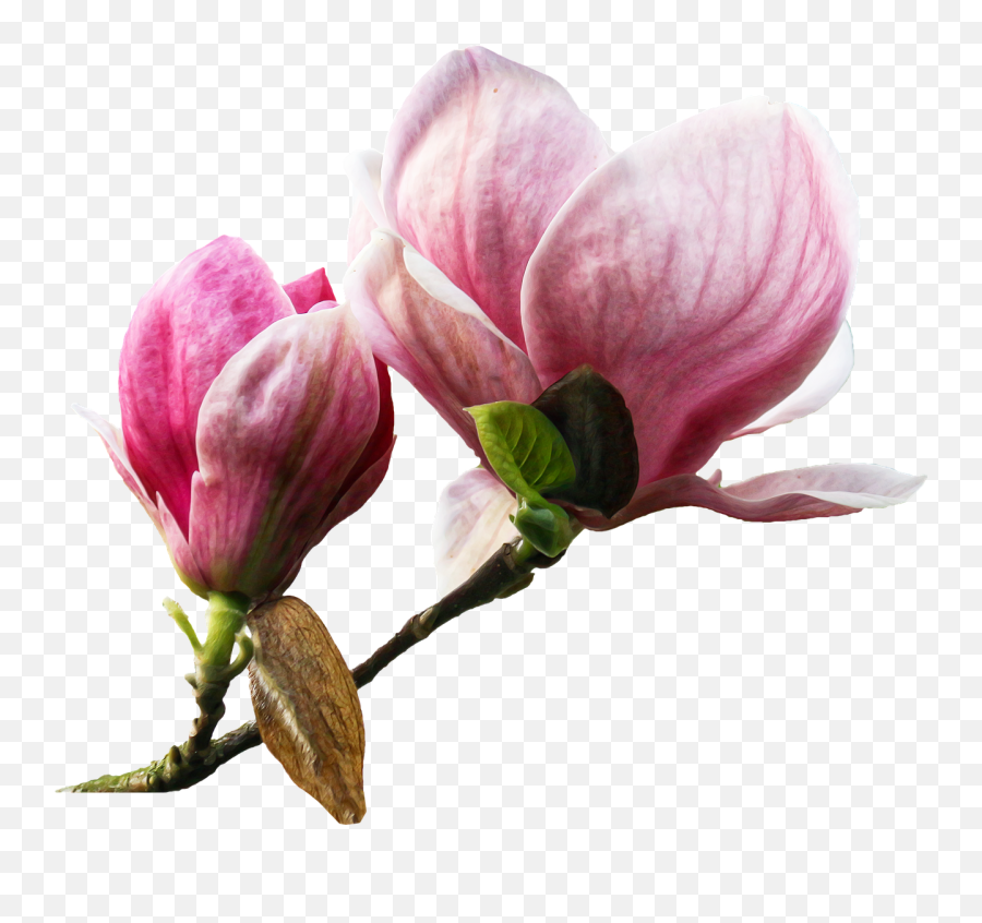 Magnolia Flower Clipping - Transparent Magnolia Flower Png,Magnolia Png