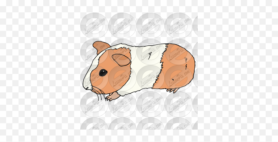 Guinea Pig Picture For Classroom Therapy Use - Great Soft Png,Guinea Pig Png