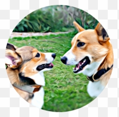 Cabin Creek Corgis - Collar Png,Corgi Transparent