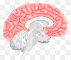 The Nervous System Science Blitz - Gif Png