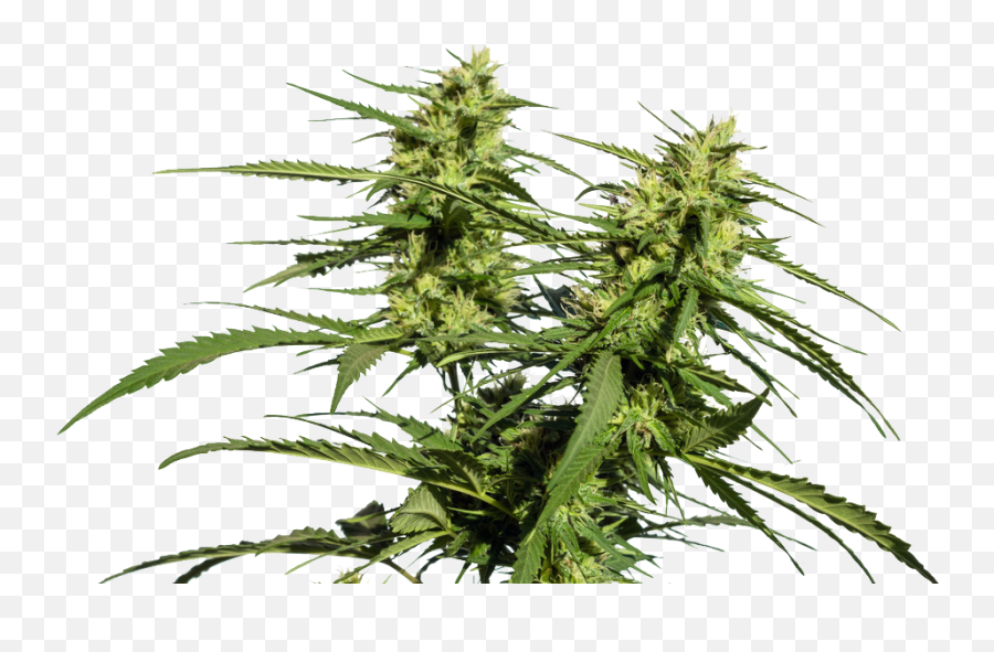 How To Grow Marijuana - Transparent Cannabis Plant Png,Marijuana Plant Png