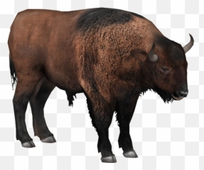 Ice Age Pack - Zoo Tycoon 2 Forumsclub Bison Bonasus Zoo Tycoon 2 Png,Zoo Tycoon 2 Icon