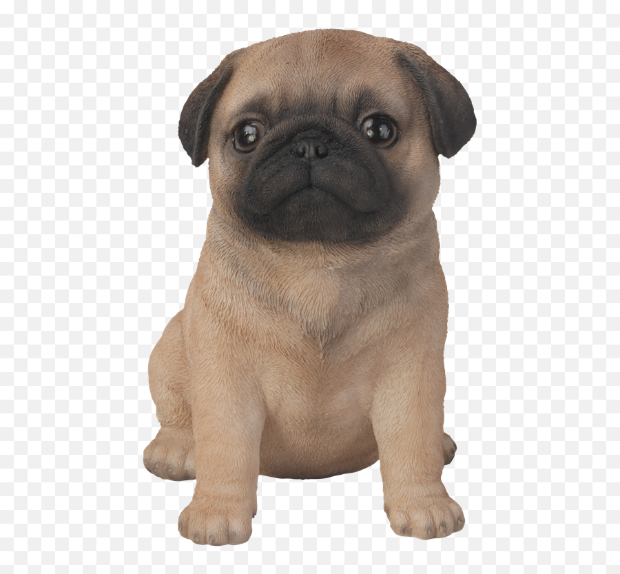 Download Pet Pal Pug Puppy - Sitting Pug Png Image With No Brown Pug,Pug Transparent Background