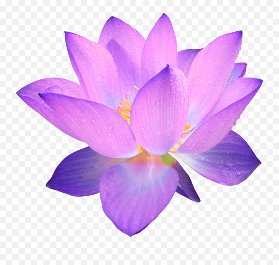 Lotus Flower Clipart No Background - Purple Flower Transparent Background Png,Flower Clipart Transparent Background