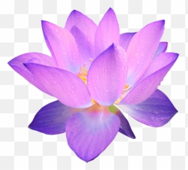 Lotus Flower Clipart No Background - Purple Transparent png
