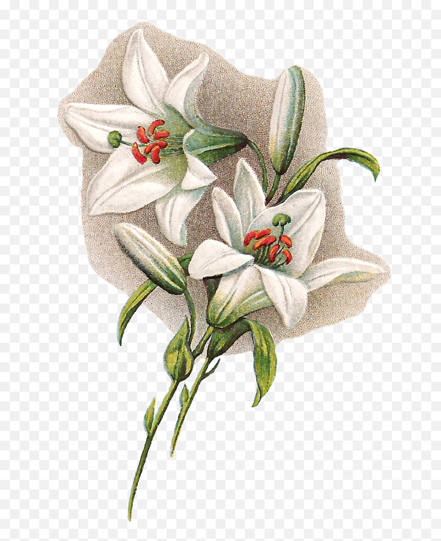 Free Digital Easter - Lily Png,Easter Lily Png