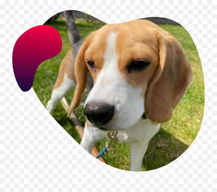 Digiceptual - Ecommerce Growth Partners Digiceptual Beagle Png,Foxhound Icon
