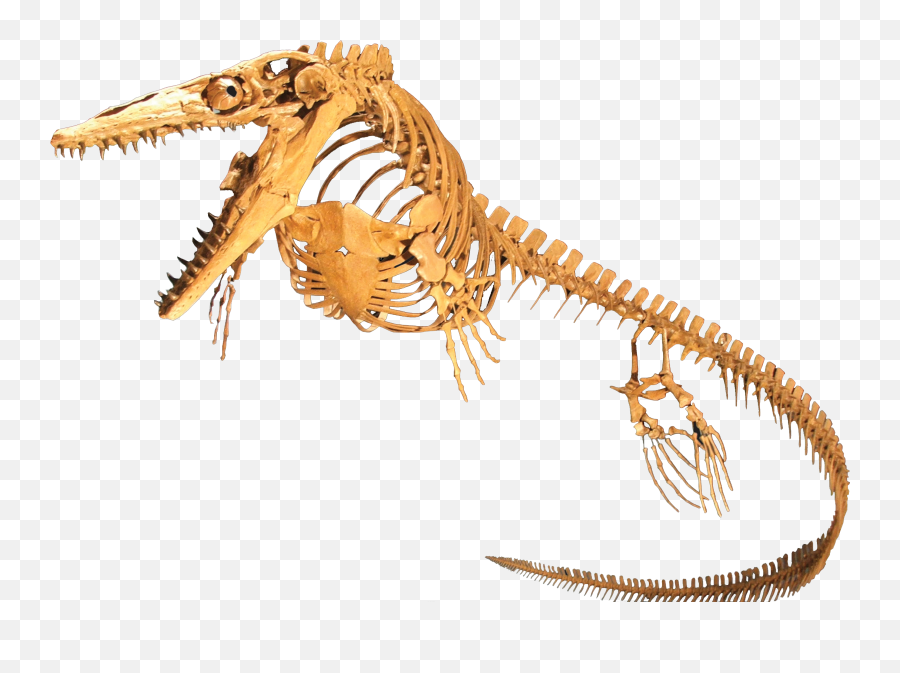 Mosasaur - Mosasaur Fossil Png,Dinosaur Skull Png