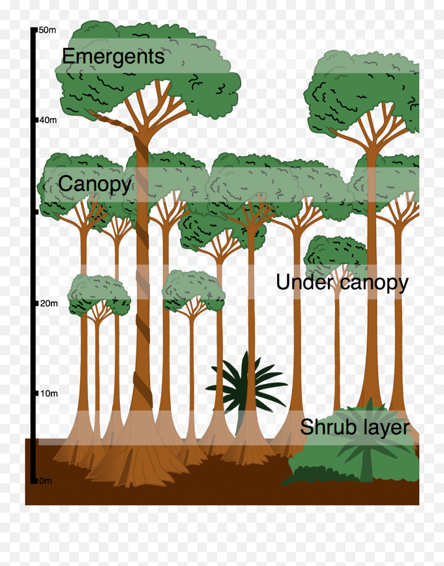 Format Definition Sun In The Forest - Structure Of The Rainforest Png,Tree Canopy Png