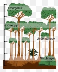 Format Definition Sun In The Forest - Structure Of The Rainforest Png,Tree Canopy Png