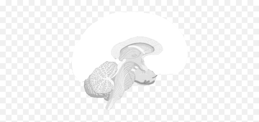 Gifs Brain Png - Clip Art Library Blanco Cerebro Png Icono,Brain Png Icon