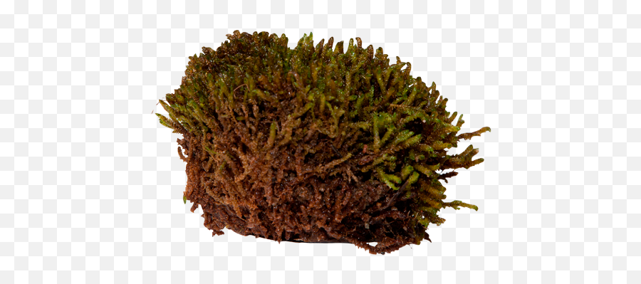 Download Scorpion Moss - Pond Pine Png,Moss Png