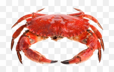 Transparent Shrimp Png Images Download - Red Crab Png,Shrimp Png