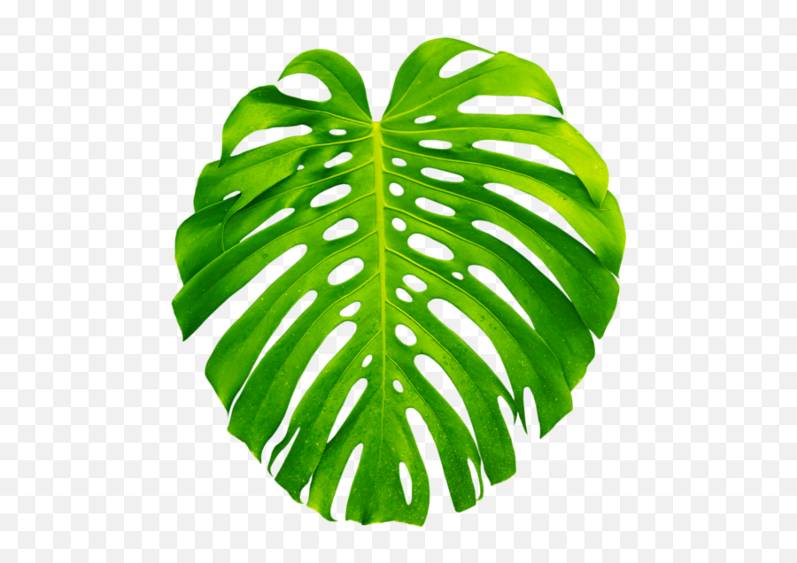 Palm Palms Leaf Leaves Green Tropics Summer Vacation - Aesthetic Tropical Leaf Png,Palm Leaves Transparent