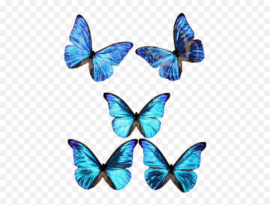 Download Hd Transparent Blue Butterfly Png - Blue Blue Butterfly Png,Blue Butterfly Png