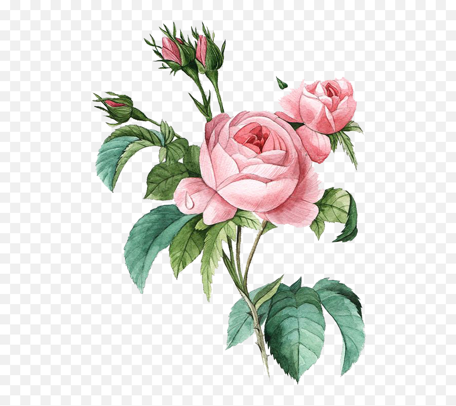 Download Pink Botany Flower Damask Rose Illustration Poster - Pierre Joseph Redoute Roses Png,Damask Png