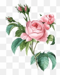 Download Pink Botany Flower Damask Rose Illustration Poster - Pierre Joseph Redoute Roses png