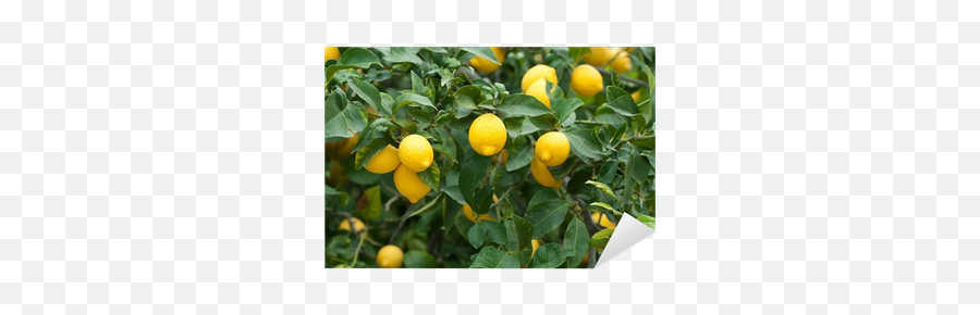 Pix Png Lemon Tree