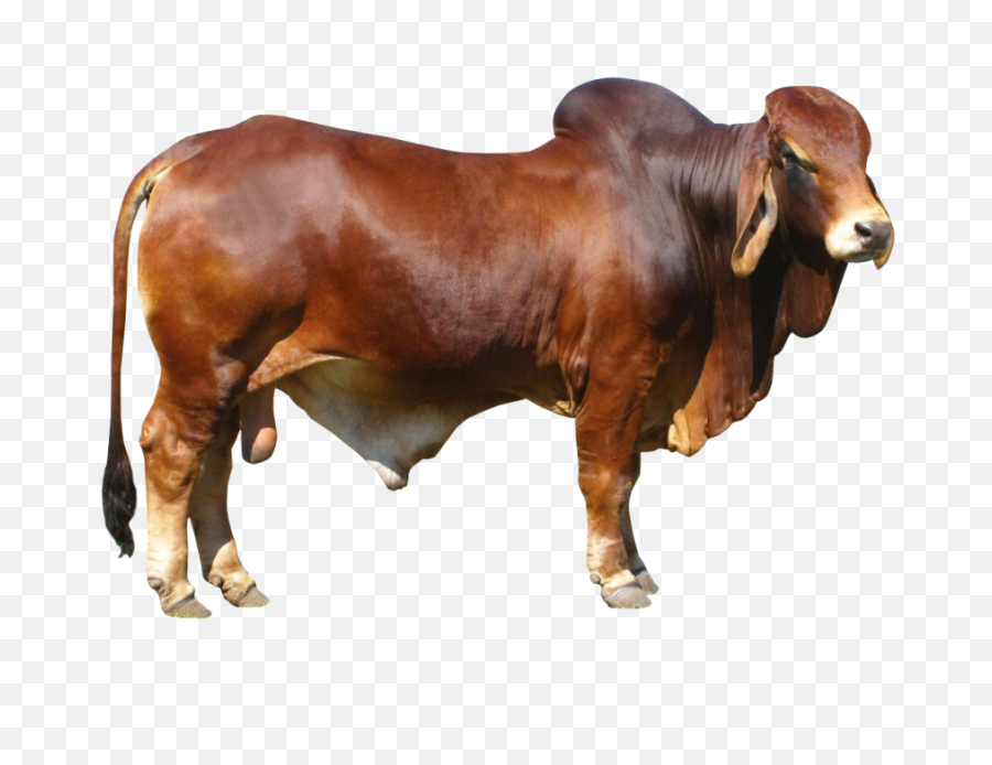 Bull Png Transparent Image - Brown Cow Png,Bull Transparent