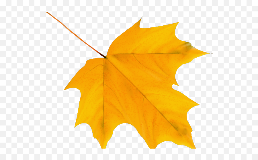 Leaves Clipart Fallen Leave - Autumn Leaf Png Transparent Autumn Leaf Clipart Png,Leave Png