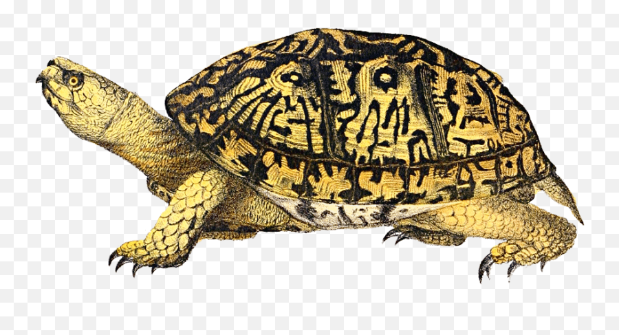 Tortoise Vector Box Turtle - Box Turtle Png,Turtle Clipart Png