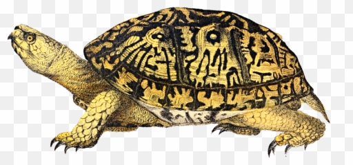 Tortoise Vector Box Turtle - Box Turtle Png,Turtle Clipart Png