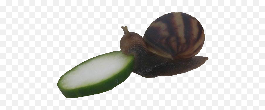 Cucumber Snail Png - Snail Eating Cucumber Meme Gif,Snail Png