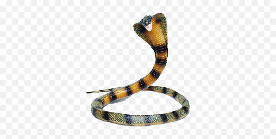 Snake Png Images Transparent Background - Safari Ltd Incredible Creatures Snakes,Snake Png