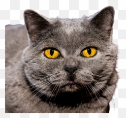 Cat Animal Eyes Yellow Kitty Kitten - Cat Png,Cat Eyes Png
