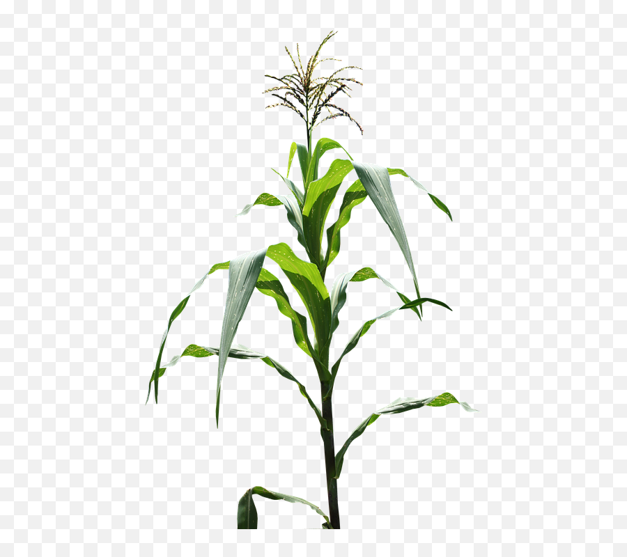 Corn Field Png 4 Image - Corn Maize Plant,Corn Field Png