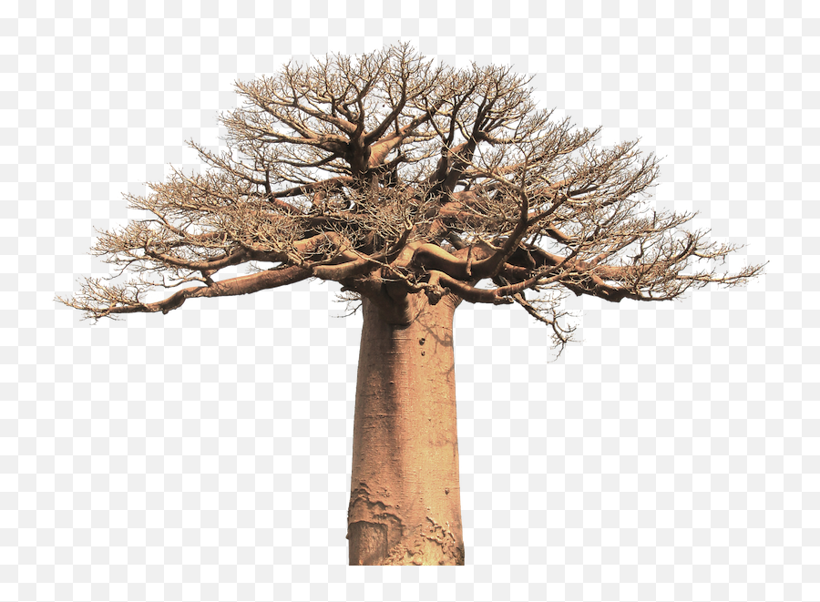 Bio Baobab Fruit Powder 125g - Baobab Tree Black And White Png,African Tree Png