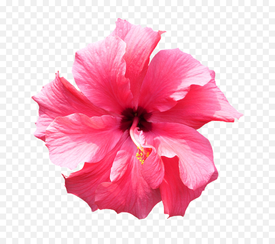 Hibiscus Flower Png 3 Image - Transparent Background Tropical Flowers Png,Hibiscus Flower Png
