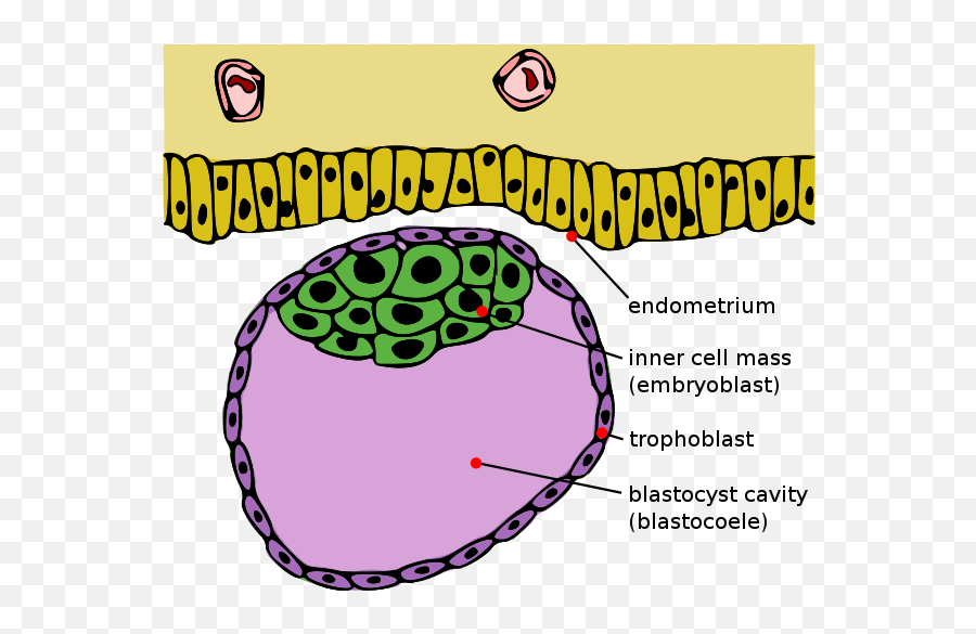 Difference Between Blastocyst And Embryo Compare The - Blastocyst Png,Embryo Png