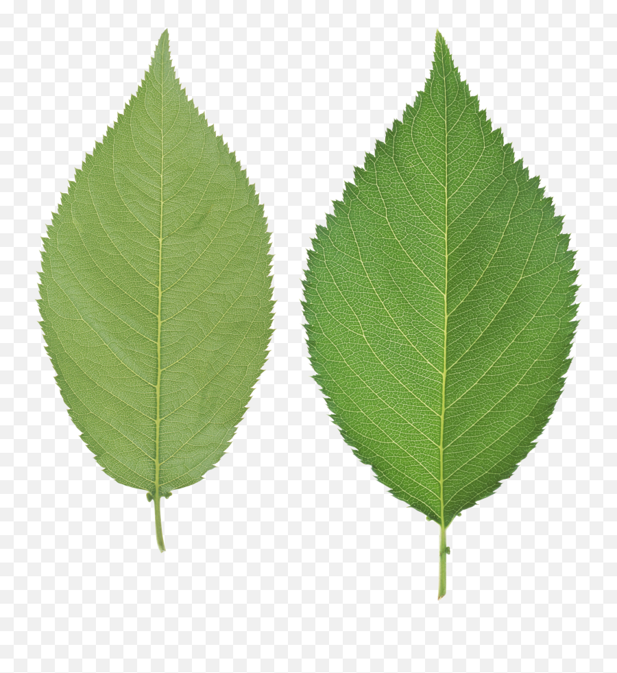 Green Leaves Png Web Icons - Real Leaf Png,Leaf Transparent Background