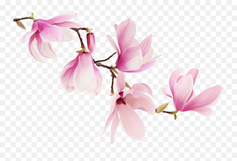 Orchid - 1324 Worldlennium Pink Magnolia Flowers Png,Orchid Png