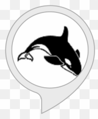 Orca Expert - Black And White Whale Clipart png