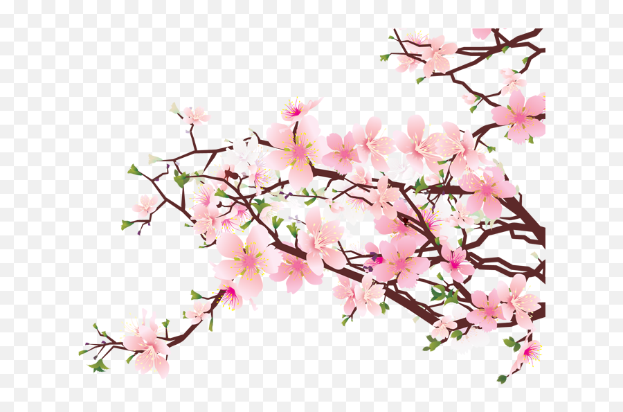 Cherry Blossom Tree Pencil Drawing Free Download - Cherry Blossom Png,Spring Background Png