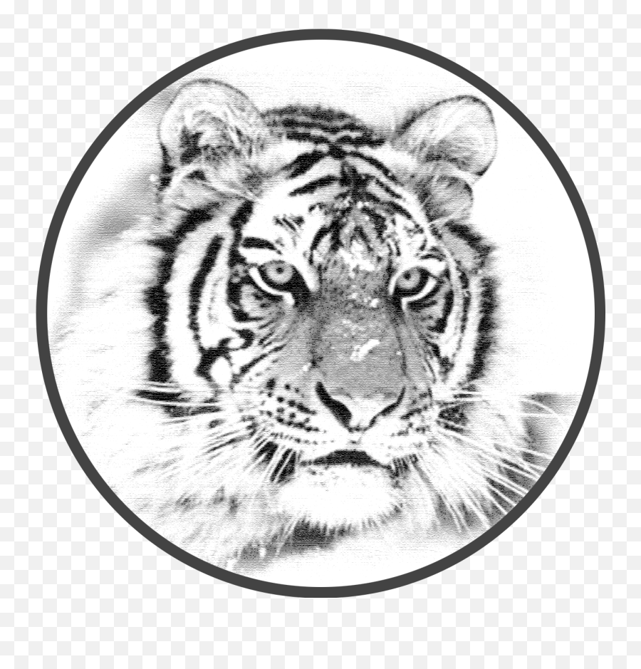 White Tiger Venture Group Png